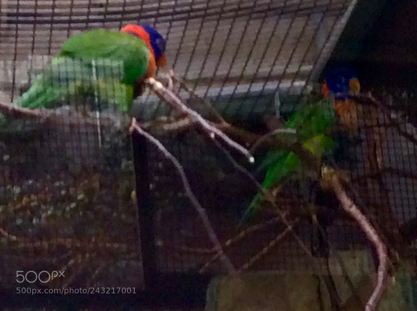 Apple iPad Air sample photo. Birds photography