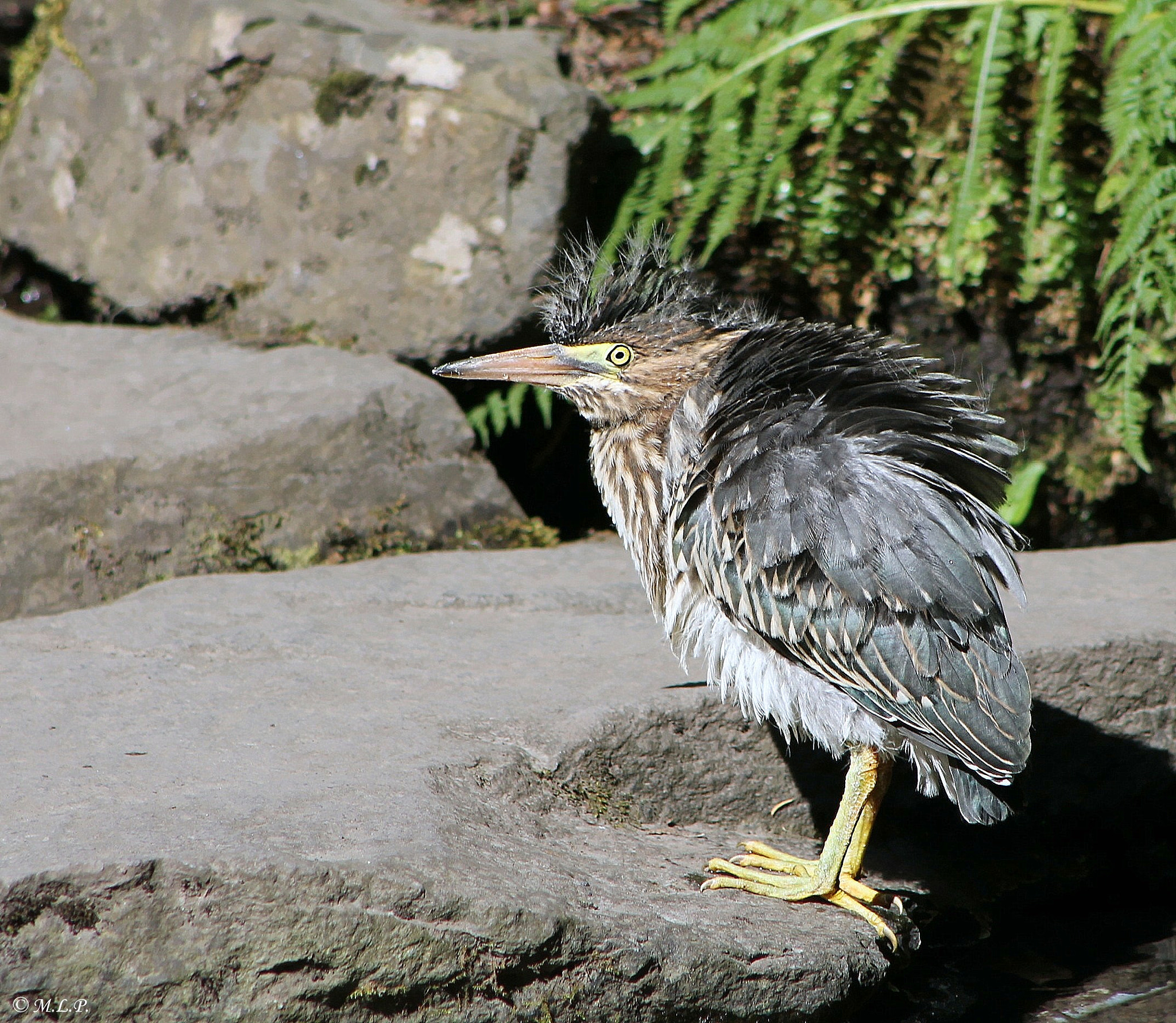 Canon EOS 1100D (EOS Rebel T3 / EOS Kiss X50) + EF75-300mm f/4-5.6 sample photo. Green heron photography