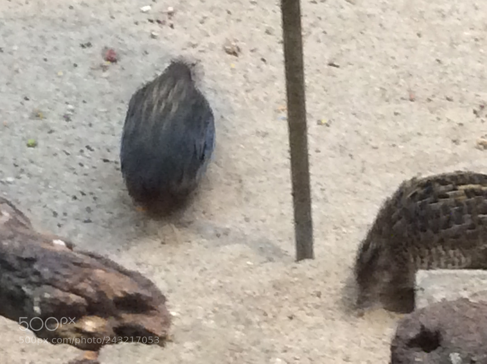 Apple iPad Air sample photo. Birds photography
