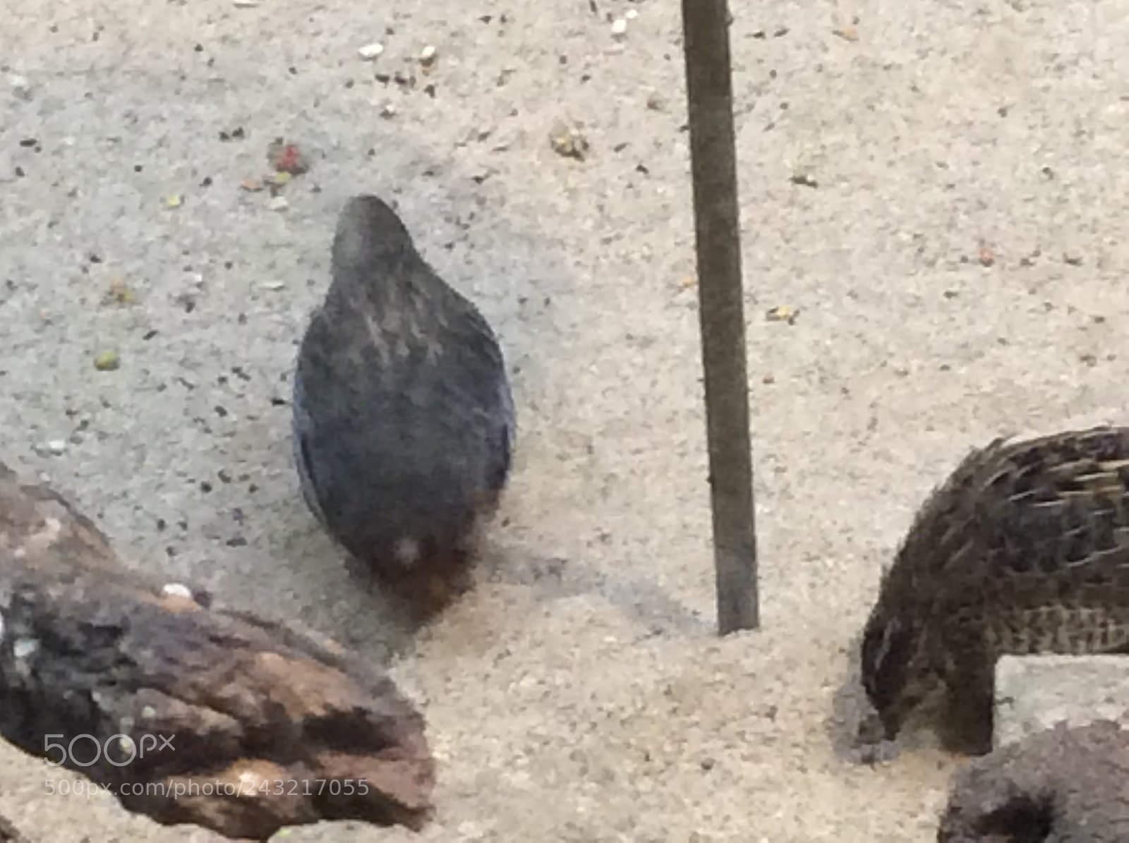 Apple iPad Air sample photo. Birds photography