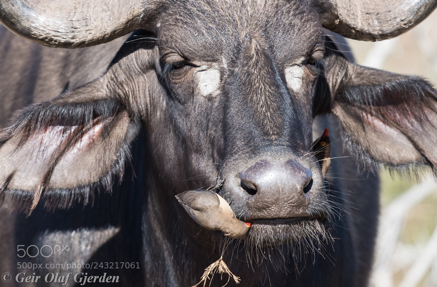 Nikon D810 sample photo. Ox-peckers photography
