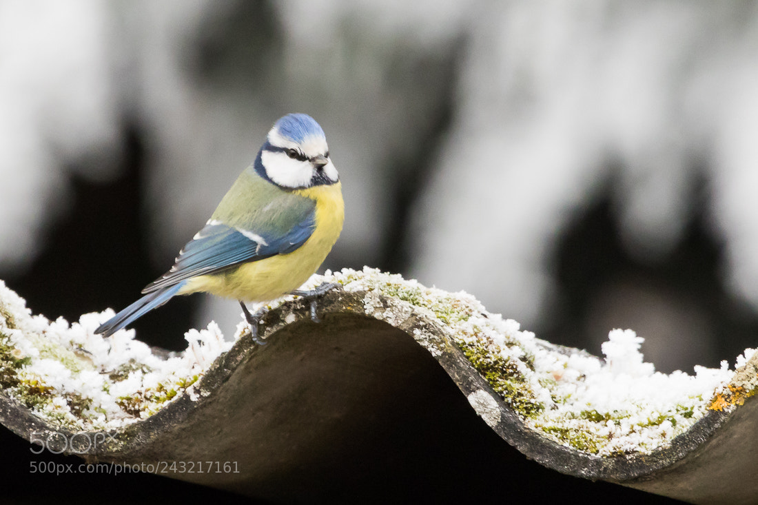 Canon EOS 7D Mark II sample photo. Blue tit photography
