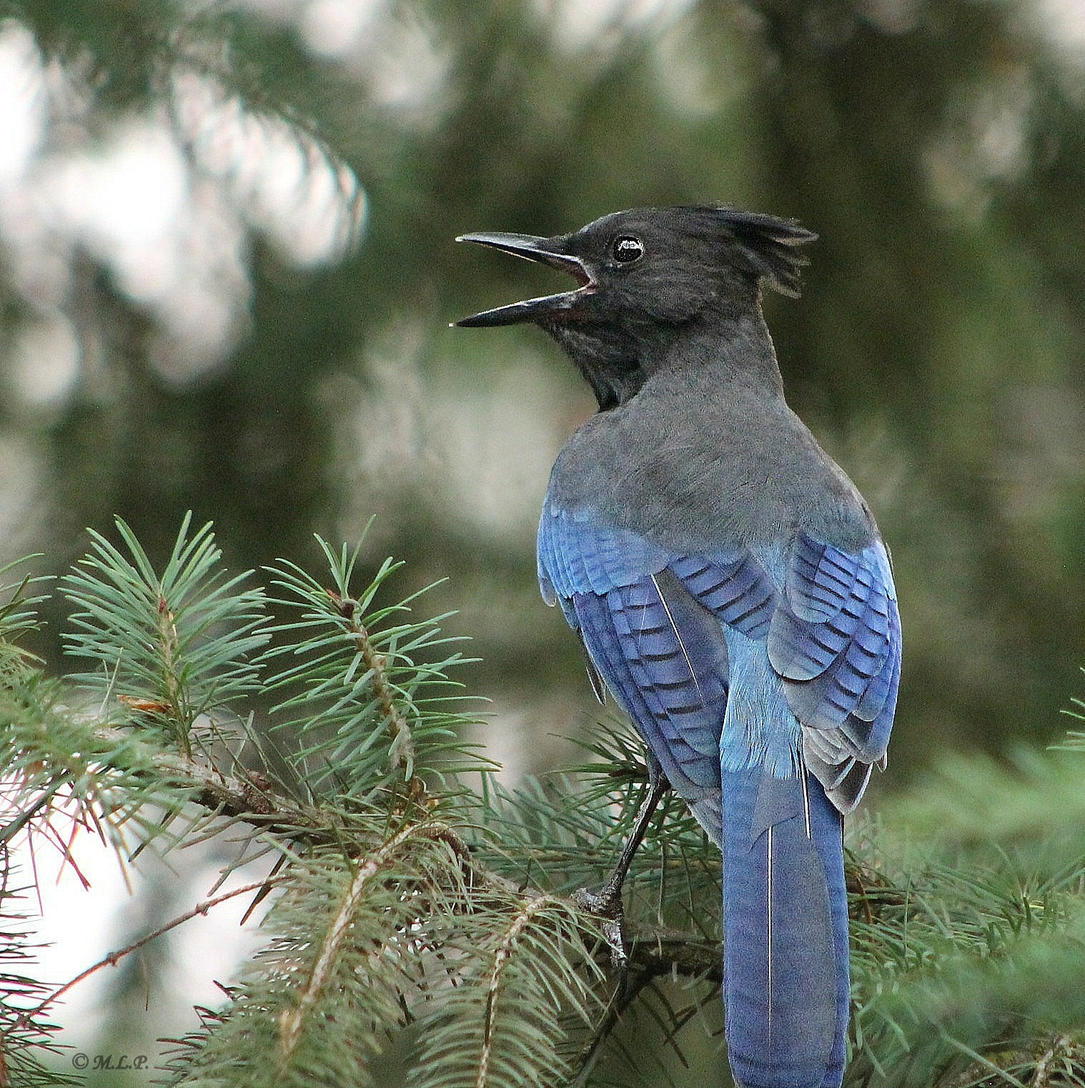 Canon EOS 1100D (EOS Rebel T3 / EOS Kiss X50) + EF75-300mm f/4-5.6 sample photo. Blue bird photography