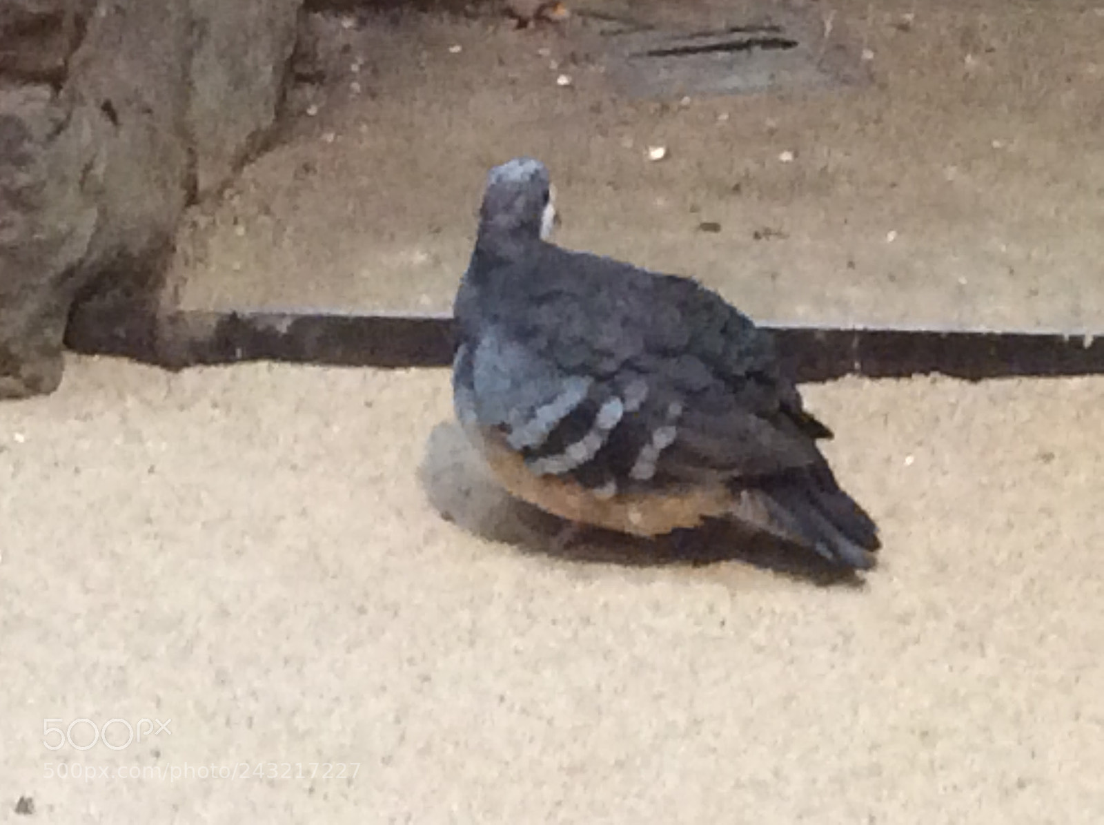 Apple iPad Air sample photo. Birds photography