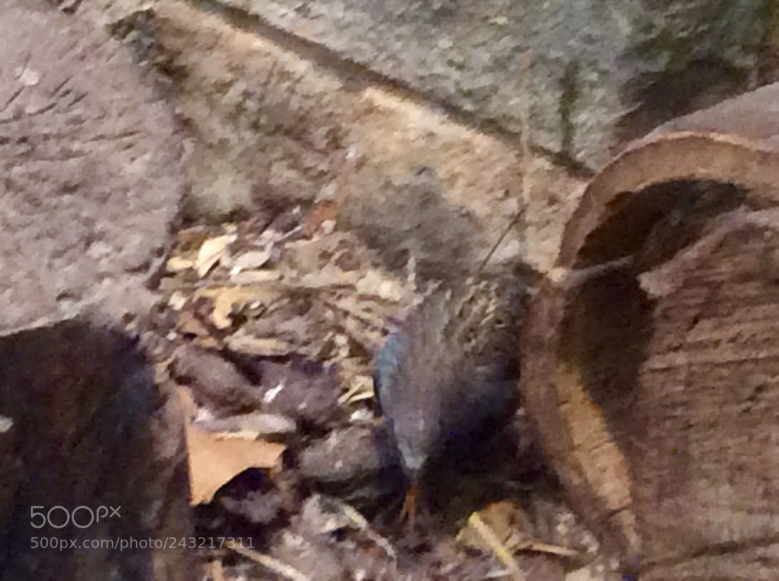 Apple iPad Air sample photo. Birds photography