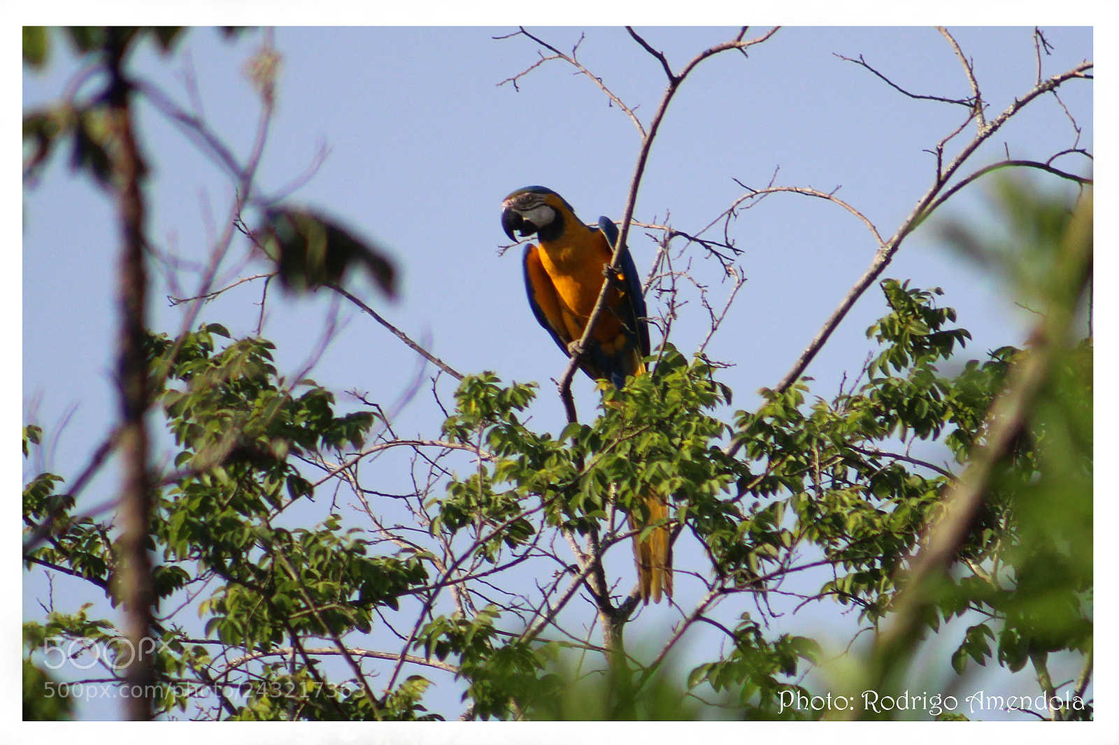 Canon EOS 600D (Rebel EOS T3i / EOS Kiss X5) sample photo. Birds of brazil photography