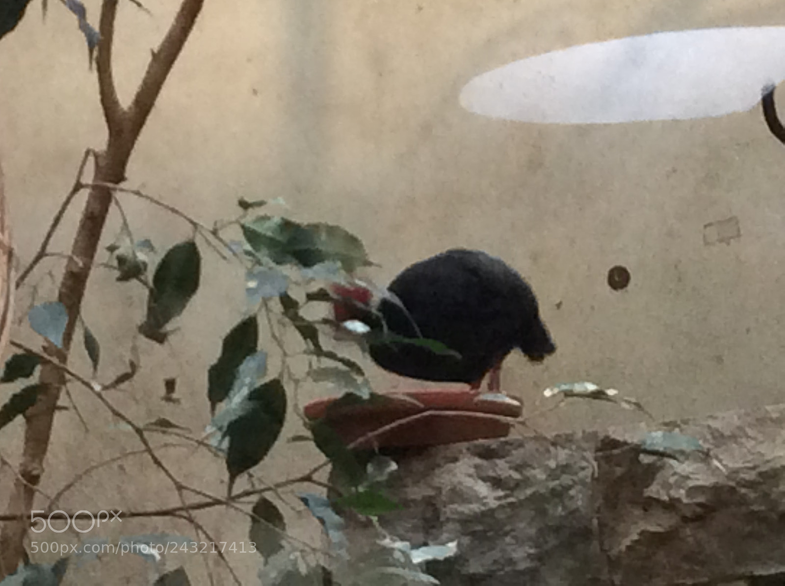 Apple iPad Air sample photo. Birds photography