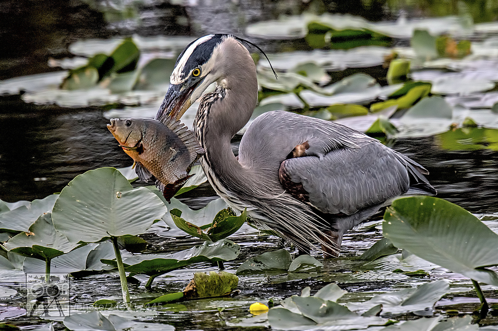 Nikon D810 sample photo. Fishing photography