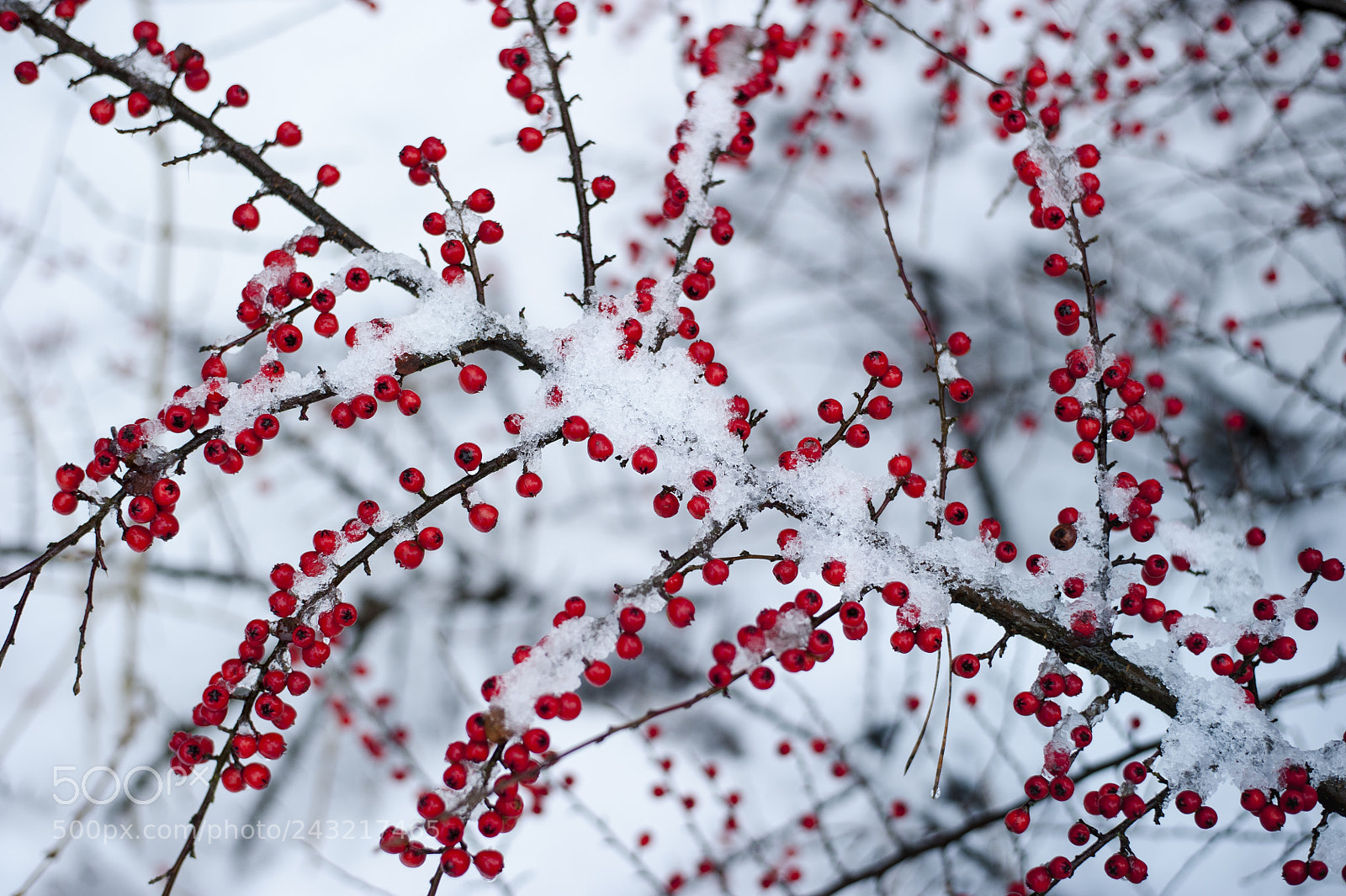 Nikon D700 sample photo. Winter photography