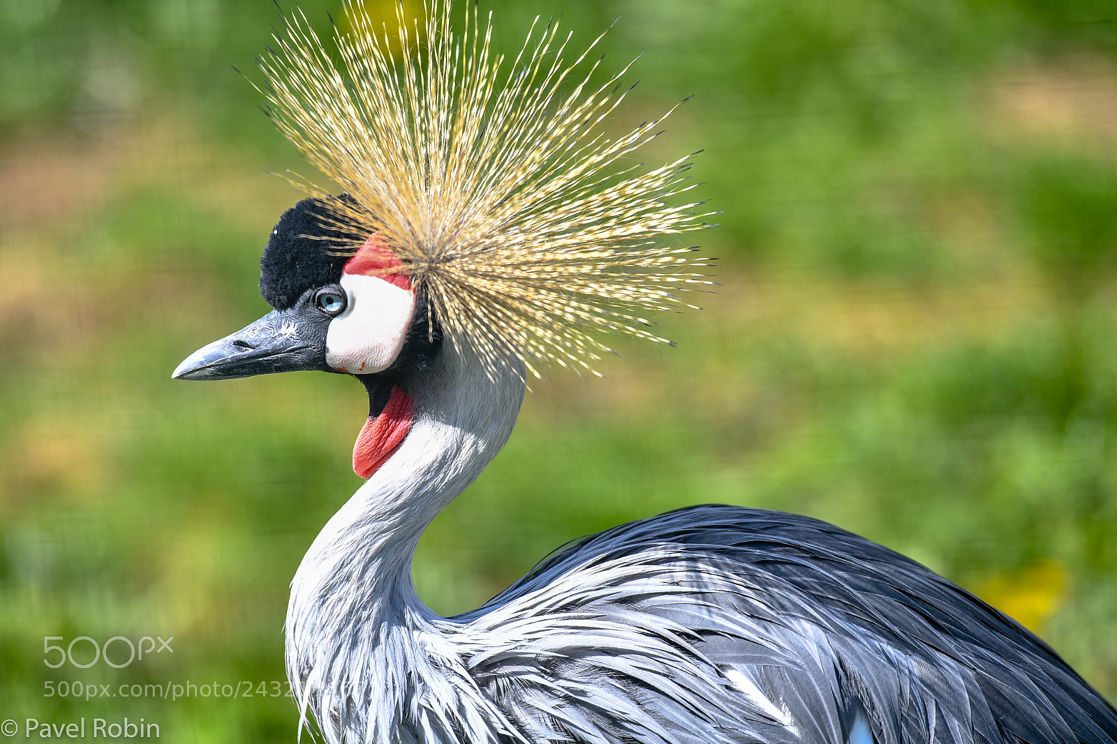 Nikon D5 sample photo. Crowned crane photography