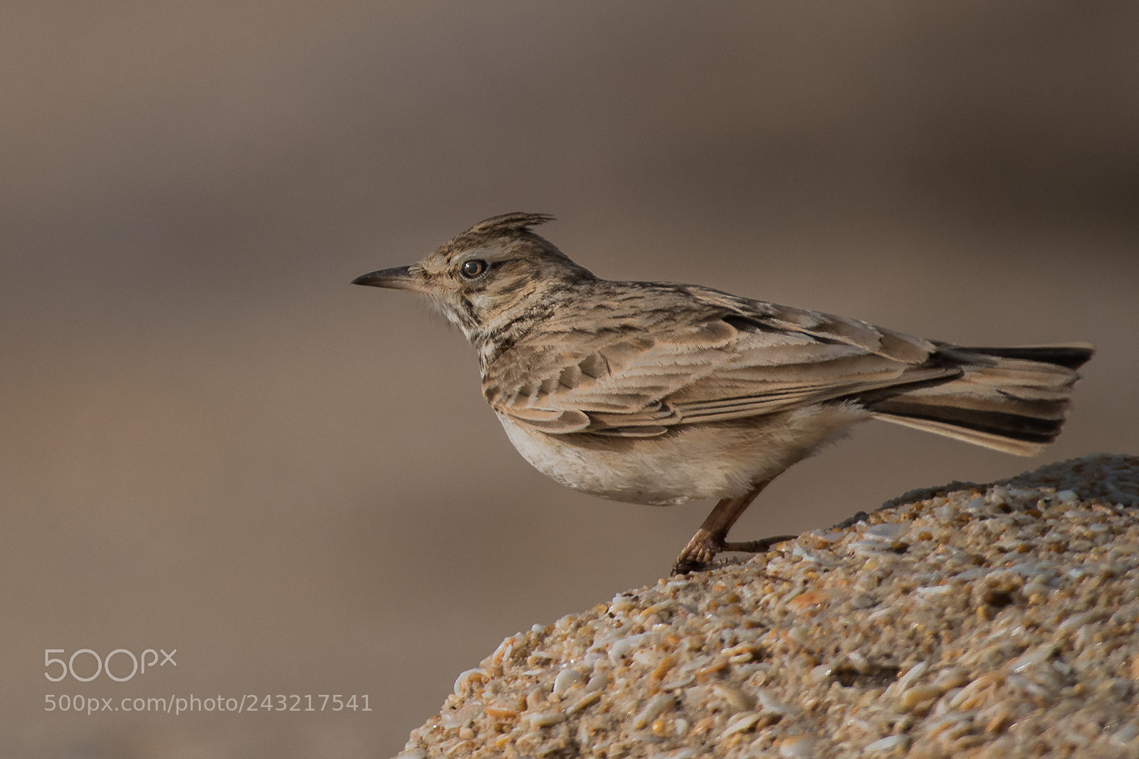 Nikon D500 sample photo. Crested lark photography