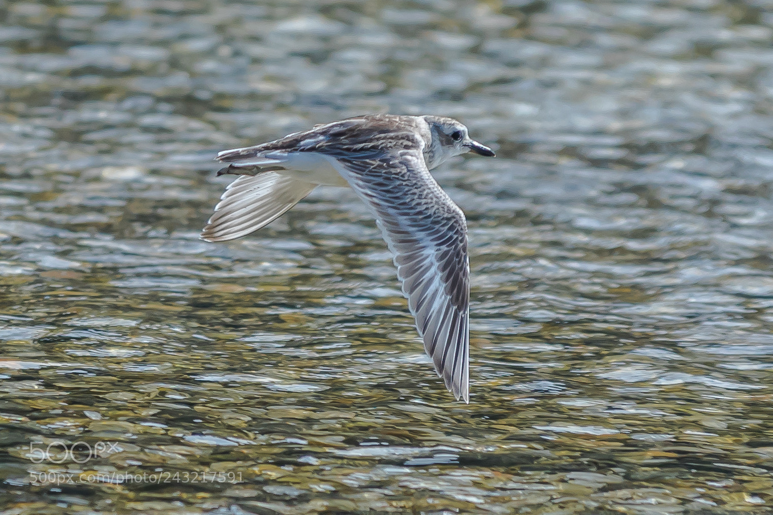 Canon EOS 7D Mark II sample photo. Banded dotterel photography