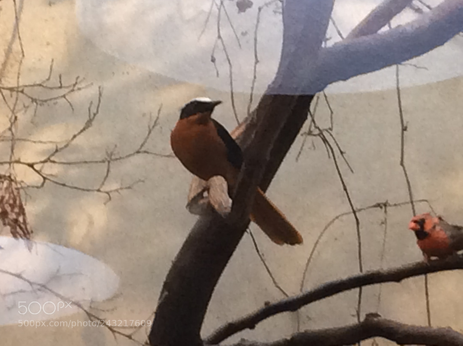 Apple iPad Air sample photo. Birds photography