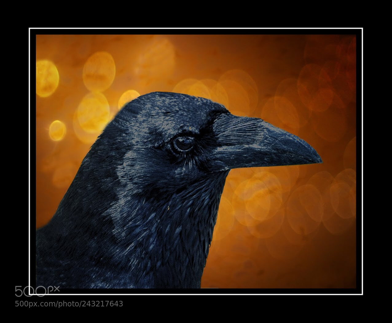 Olympus PEN E-PL5 sample photo. The rook photography