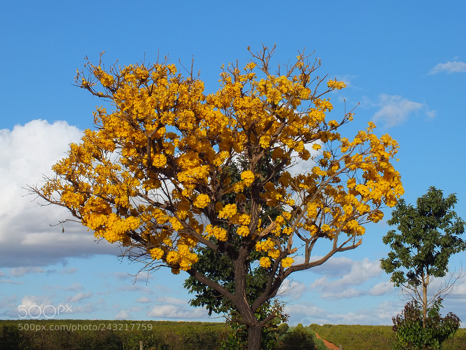 FujiFilm FinePix HS20 EXR (FinePix HS22 EXR) sample photo. Ipé amarelo photography