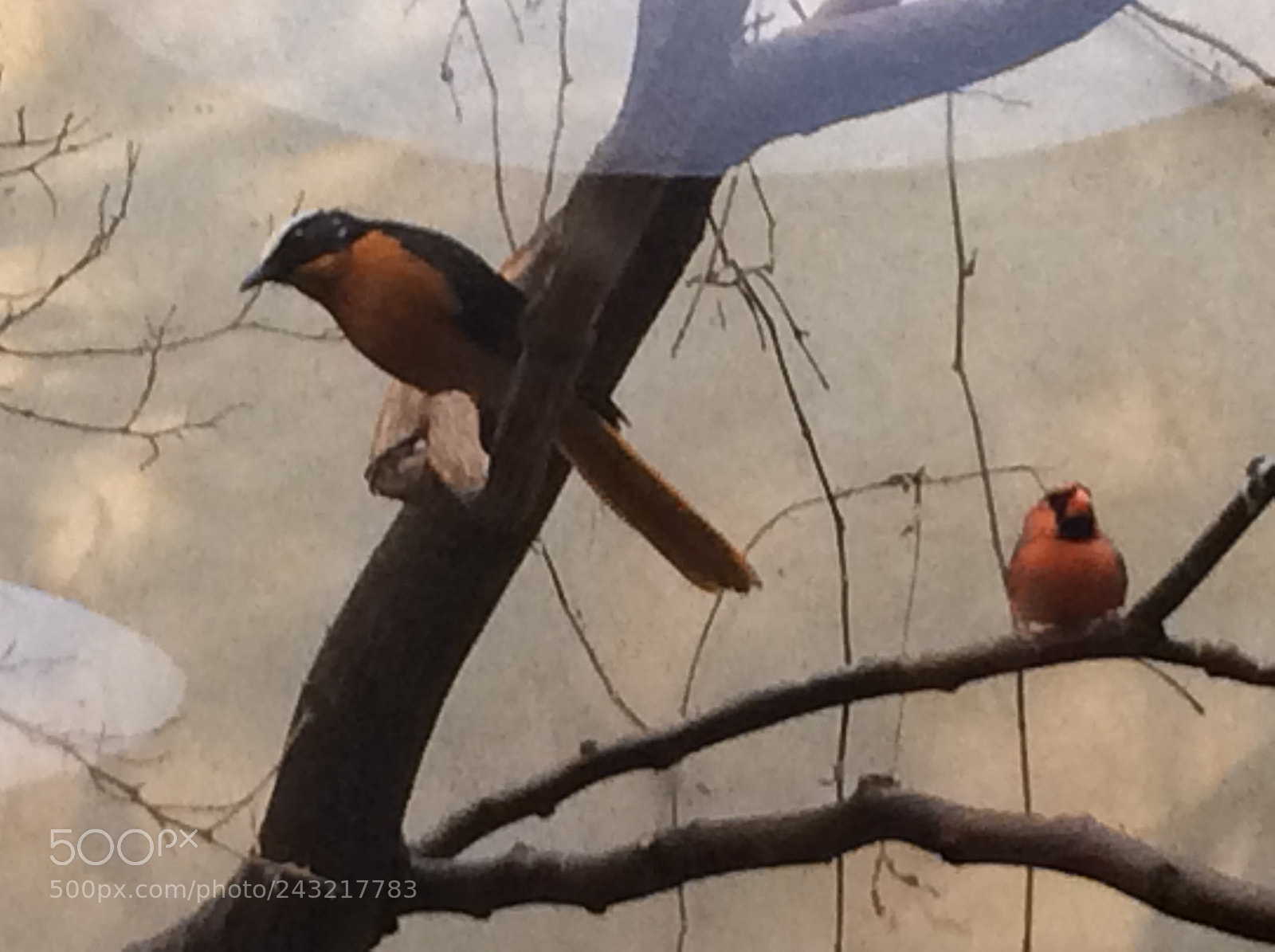 Apple iPad Air sample photo. Birds photography