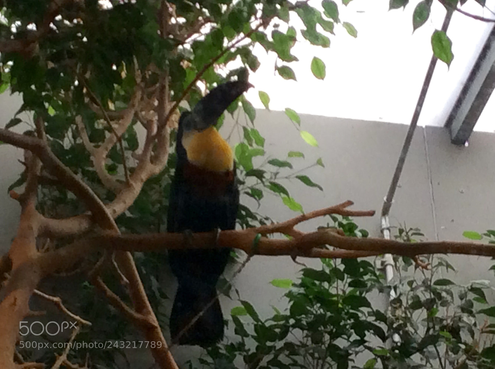 Apple iPad Air sample photo. Birds photography