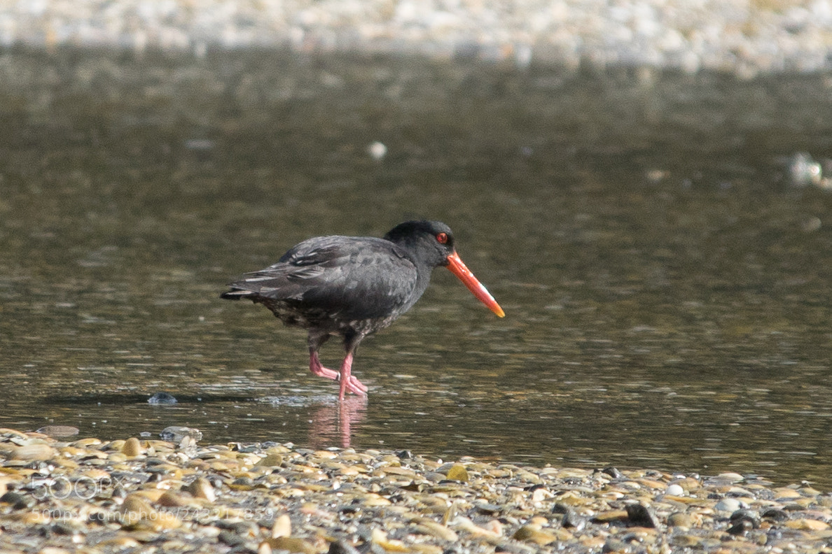 Canon EOS 7D Mark II sample photo. Oyster catcher photography