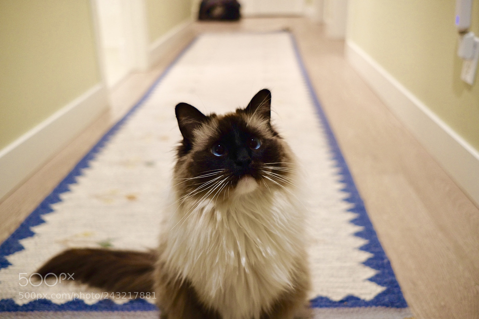 Fujifilm X-E3 sample photo. Ragdoll cat photography