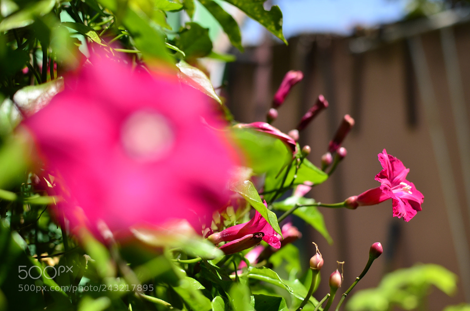 Nikon D5100 + Nikon AF-S DX Nikkor 35mm F1.8G sample photo. [] photography
