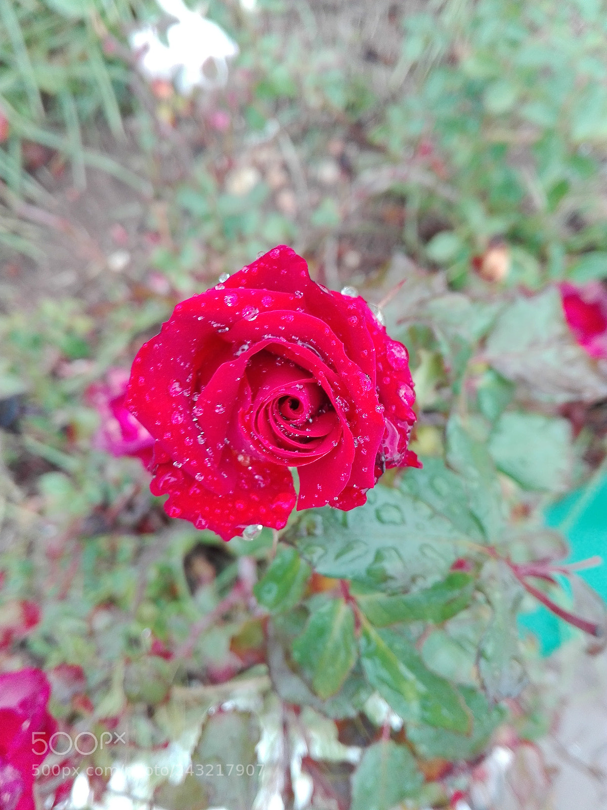 HUAWEI P8 Lite sample photo. Redflowr photography