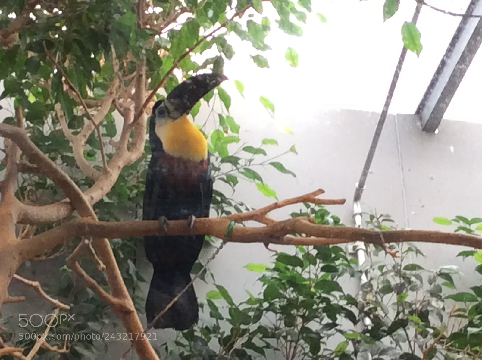Apple iPad Air sample photo. Birds photography