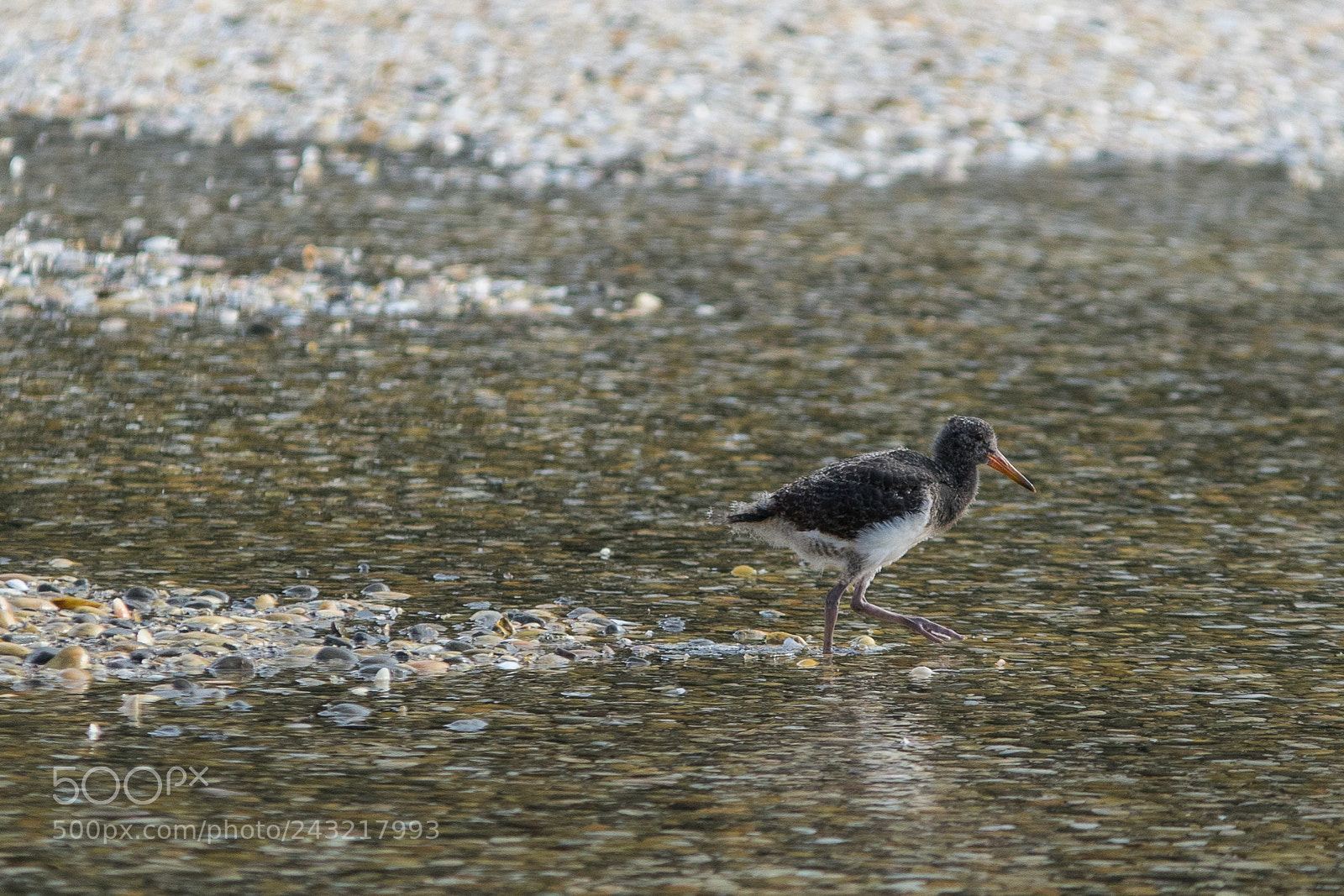 Canon EOS 7D Mark II sample photo. Baby oyster catcher photography
