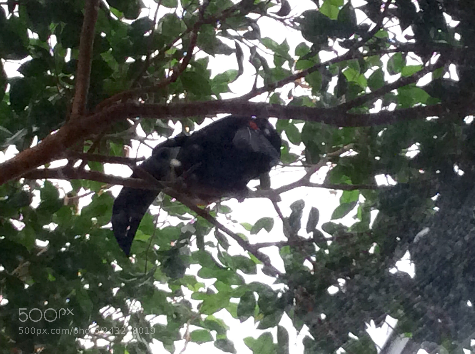 Apple iPad Air sample photo. Birds photography