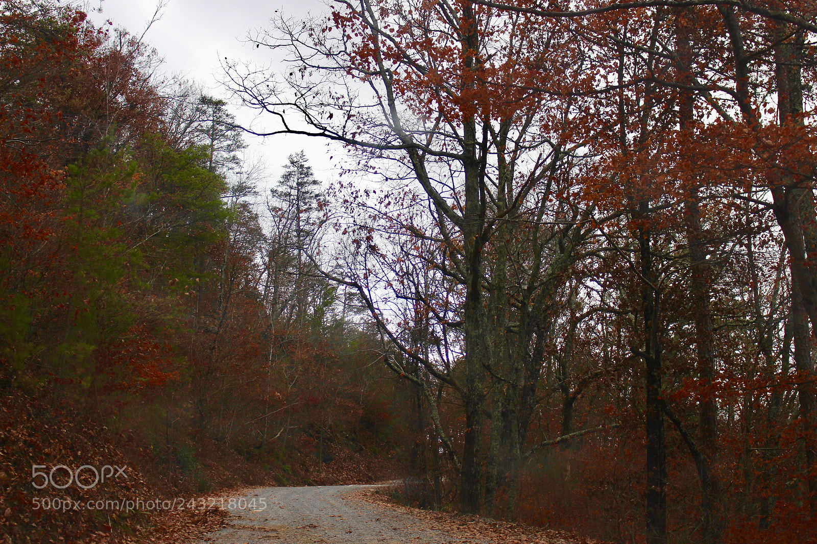 Canon EOS 700D (EOS Rebel T5i / EOS Kiss X7i) sample photo. Red forest photography