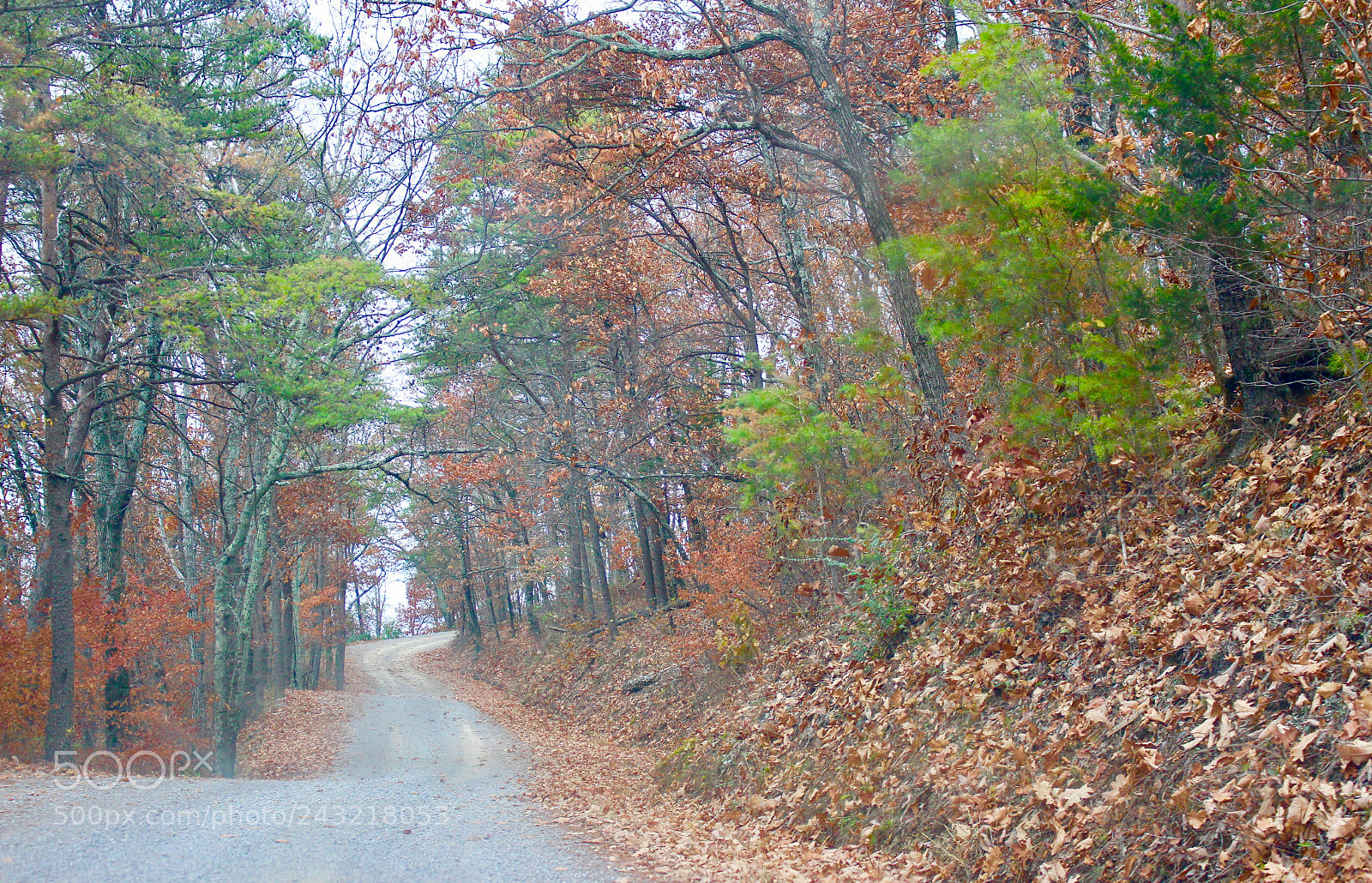 Canon EOS 700D (EOS Rebel T5i / EOS Kiss X7i) sample photo. Red forest photography