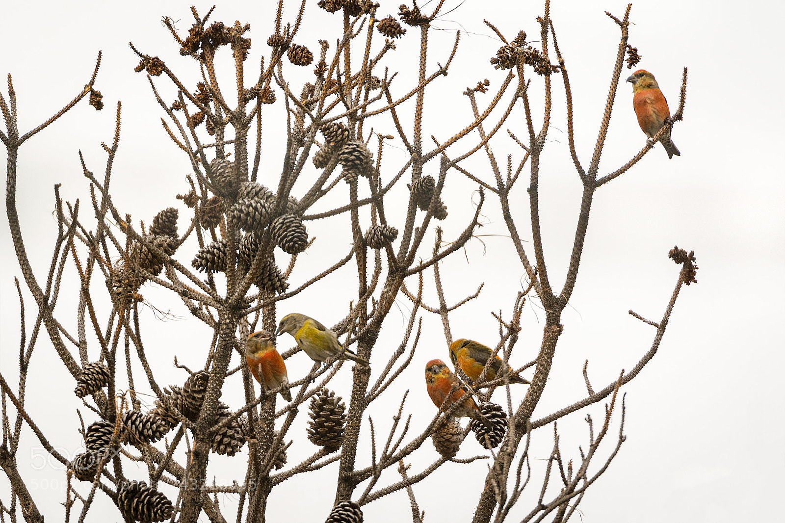 Nikon D7100 sample photo. A plethora of crossbills photography