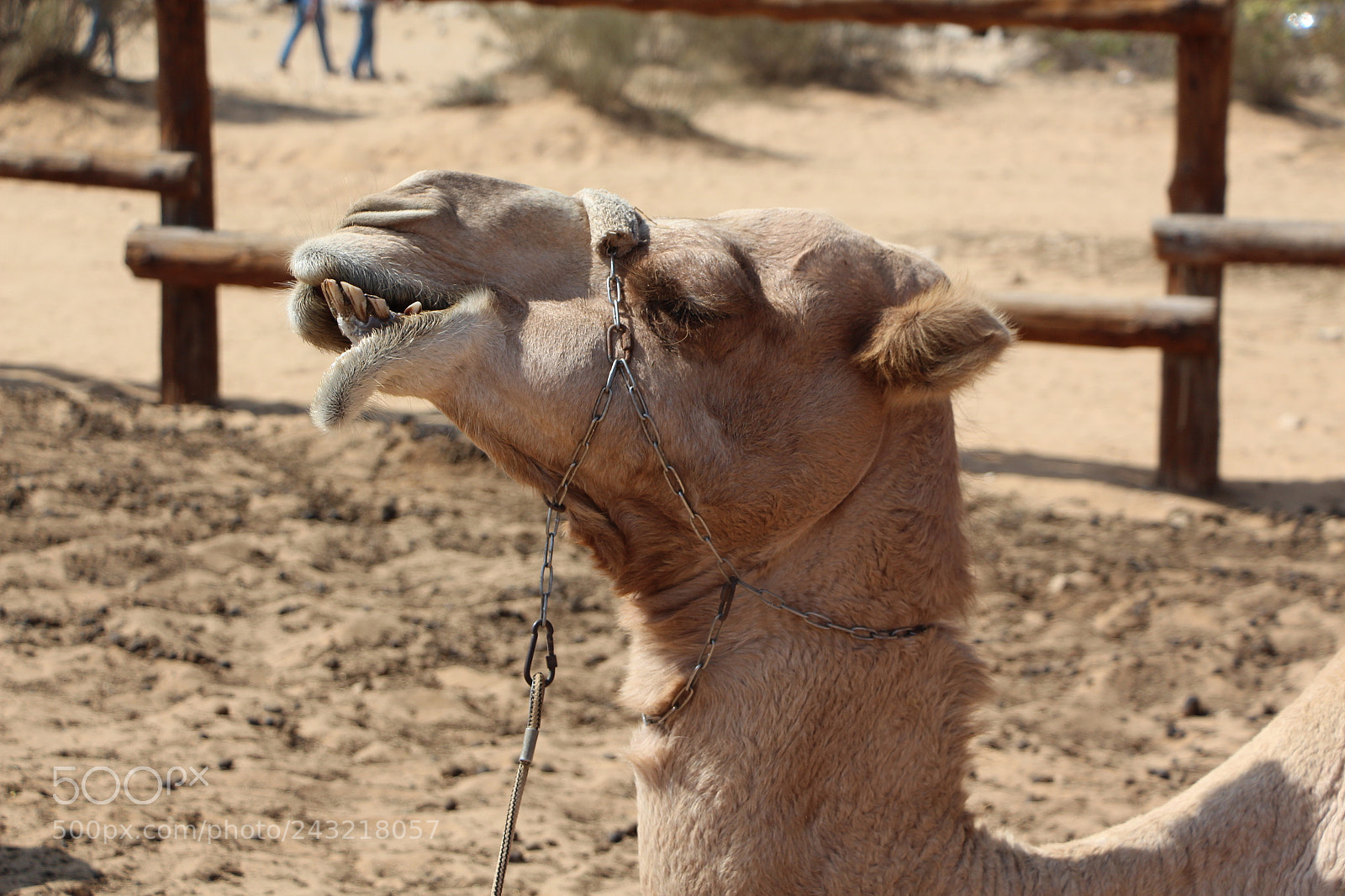 Canon EOS 650D (EOS Rebel T4i / EOS Kiss X6i) sample photo. Img photography