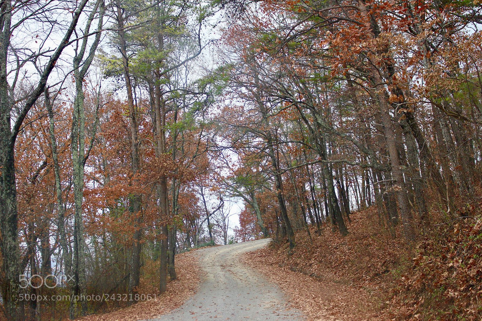Canon EOS 700D (EOS Rebel T5i / EOS Kiss X7i) sample photo. Red forest photography