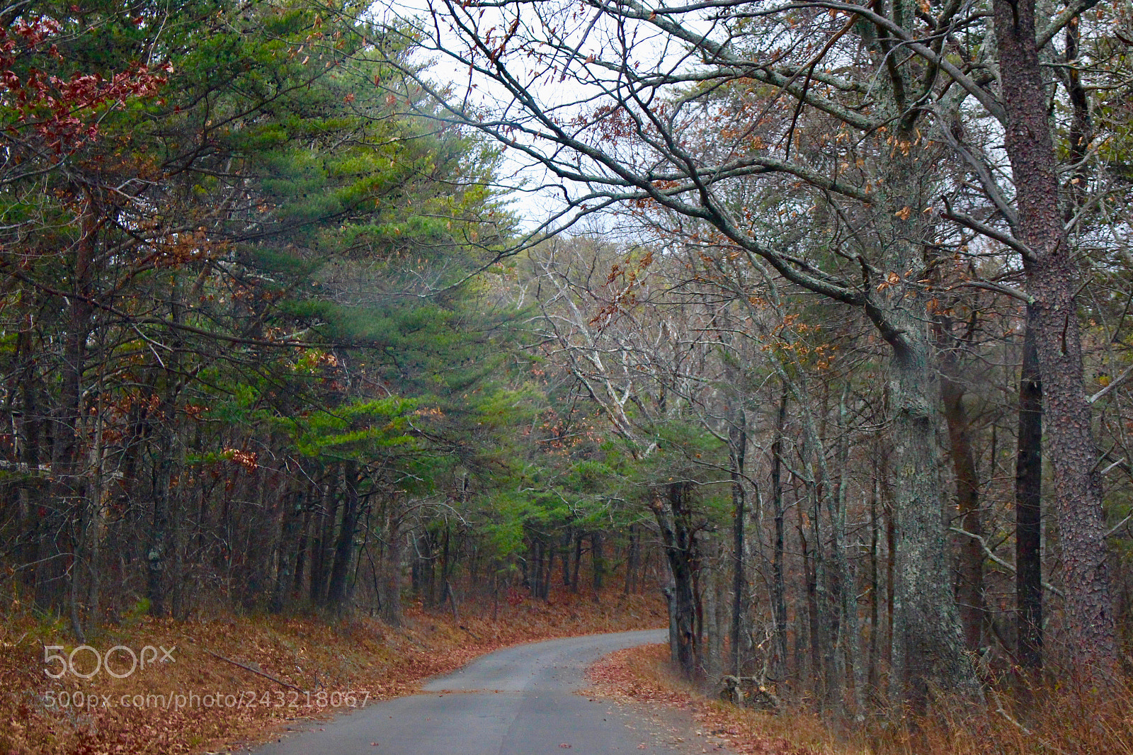 Canon EOS 700D (EOS Rebel T5i / EOS Kiss X7i) sample photo. Red forest photography