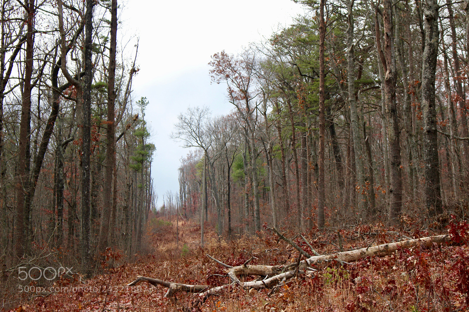 Canon EOS 700D (EOS Rebel T5i / EOS Kiss X7i) sample photo. Red forest photography