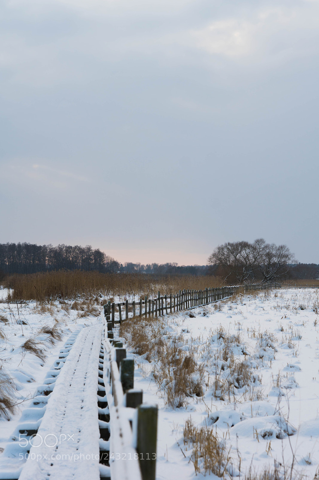 Sony ILCA-77M2 sample photo. Winter walk photography