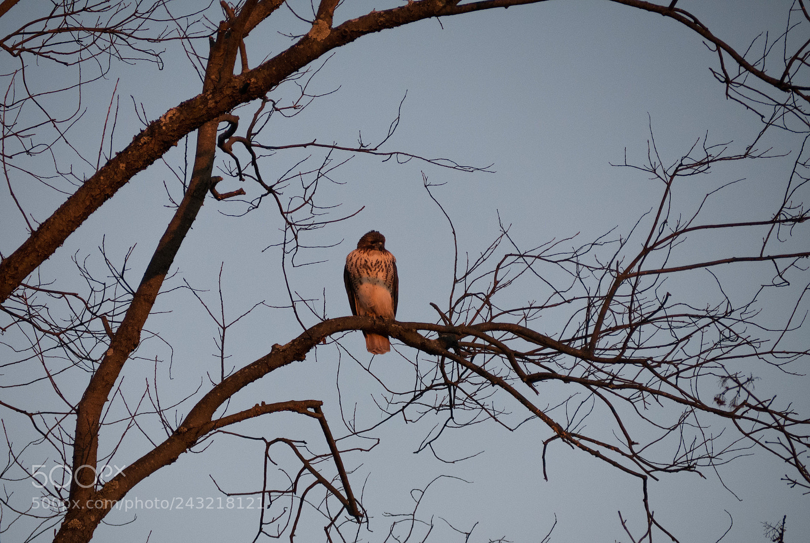 Panasonic Lumix DMC-G85 (Lumix DMC-G80) sample photo. Morning hunt photography