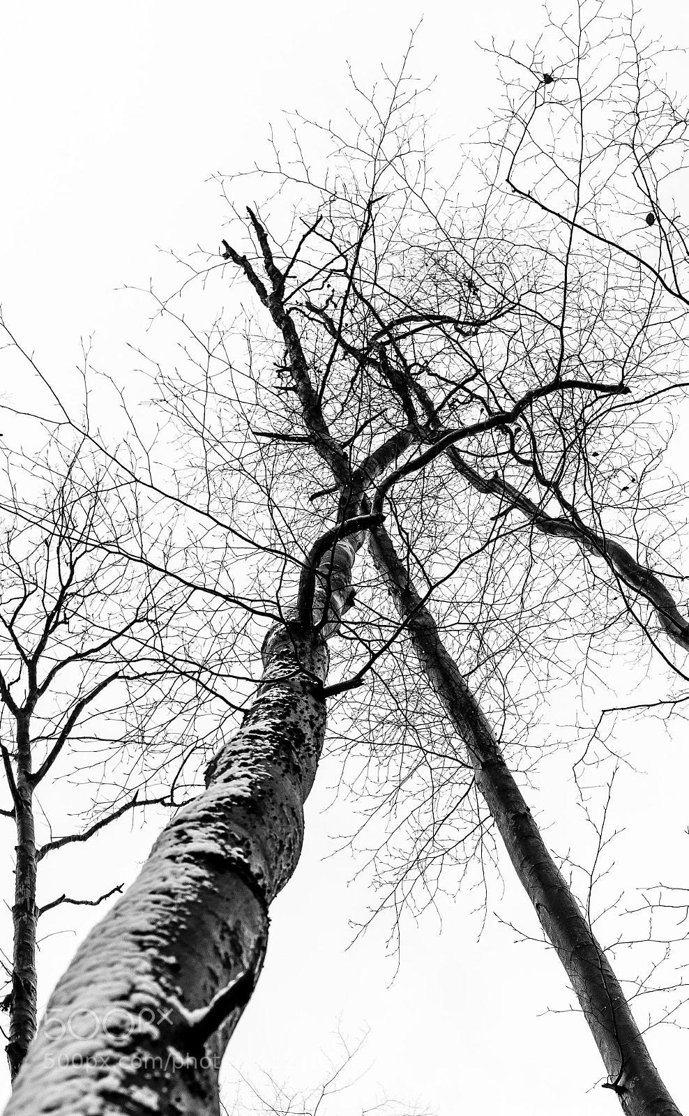 Nikon D810 sample photo. Trees -2- photography
