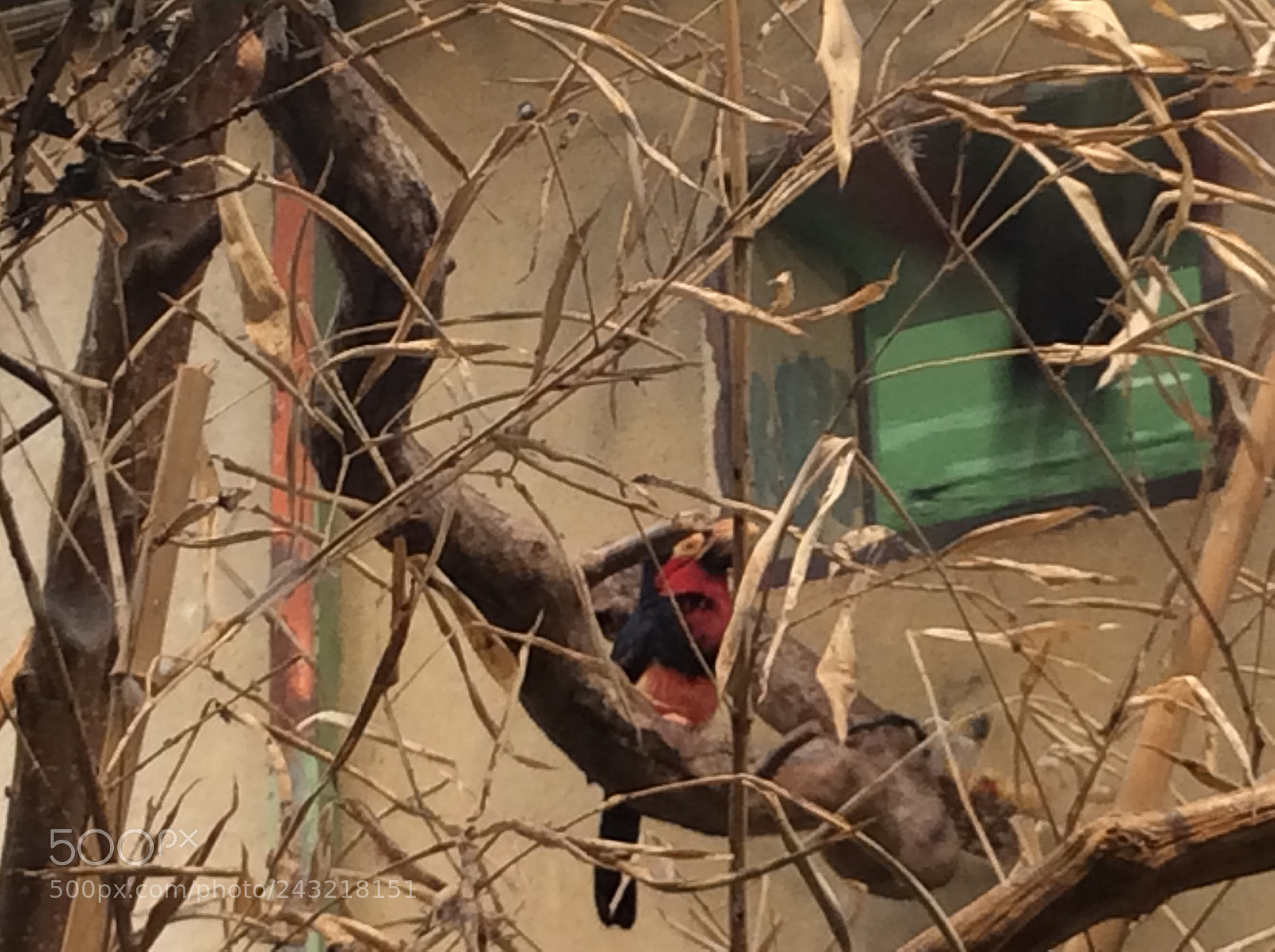 Apple iPad Air sample photo. Birds photography