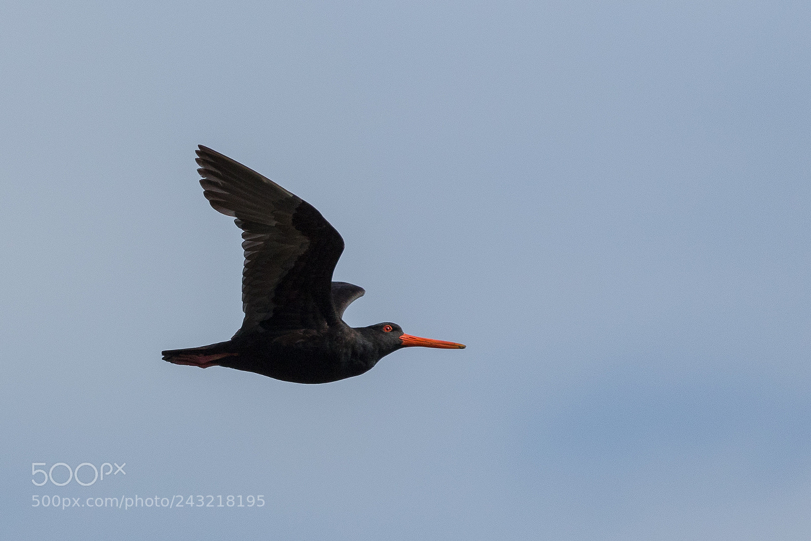 Canon EOS 7D Mark II sample photo. Oyster catcher photography