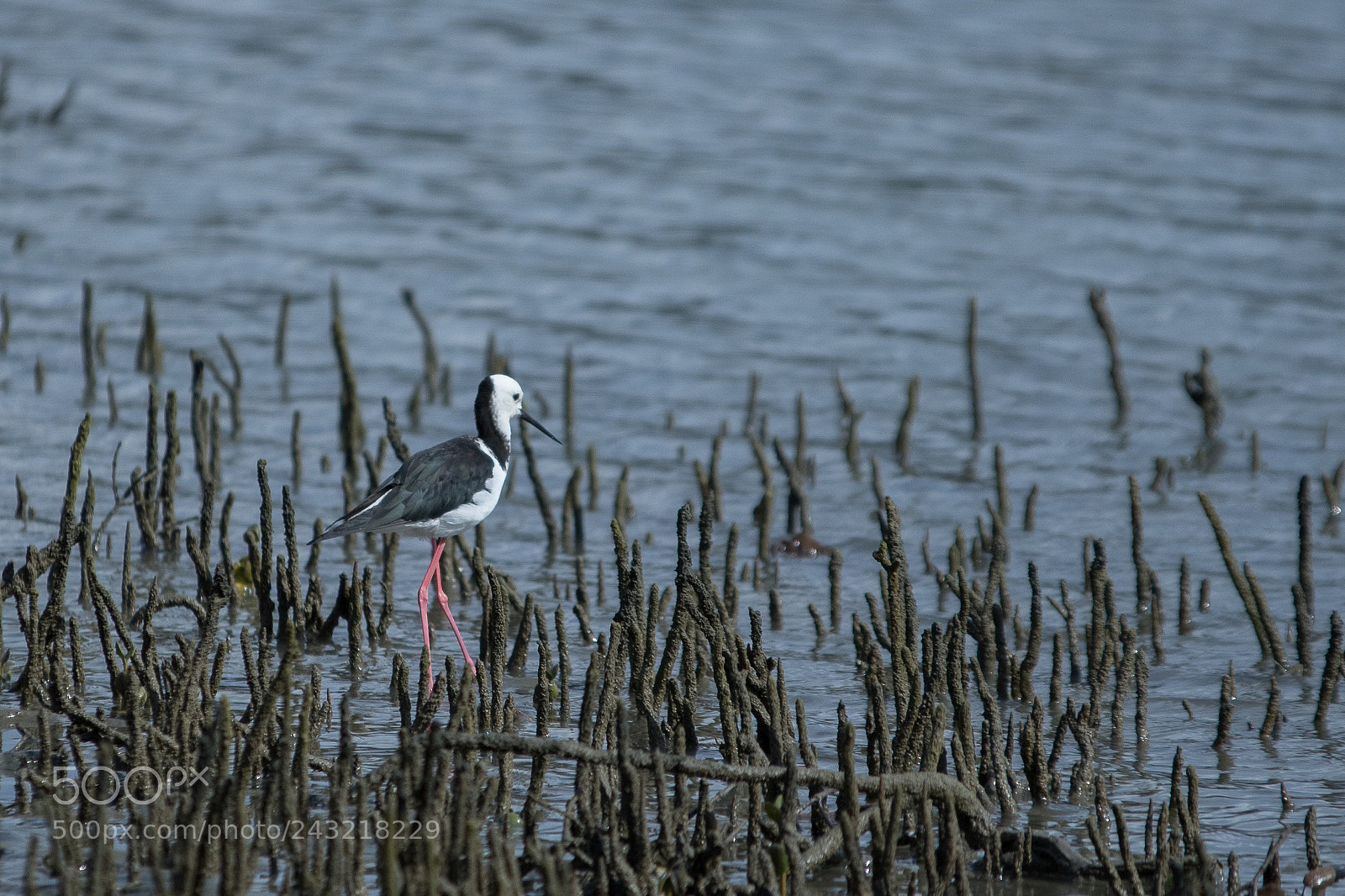Canon EOS 7D Mark II sample photo. Pied stilt photography