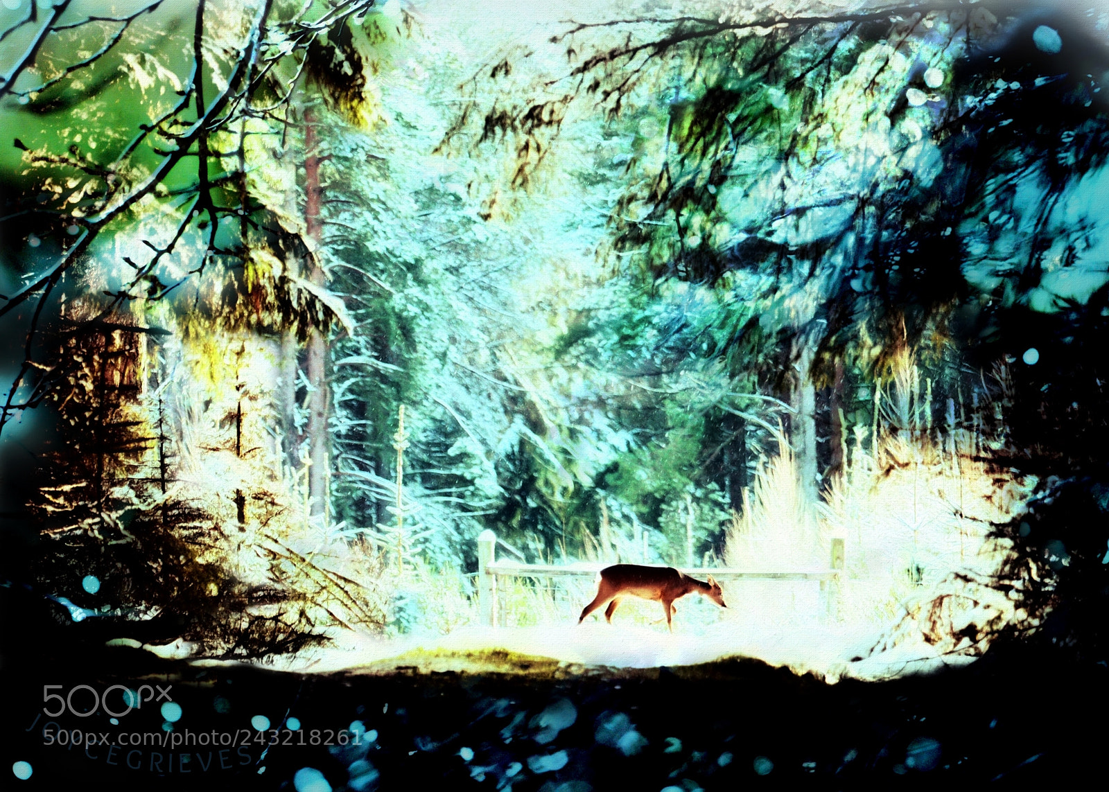 Olympus OM-D E-M1 sample photo. Grazing deer in winter photography