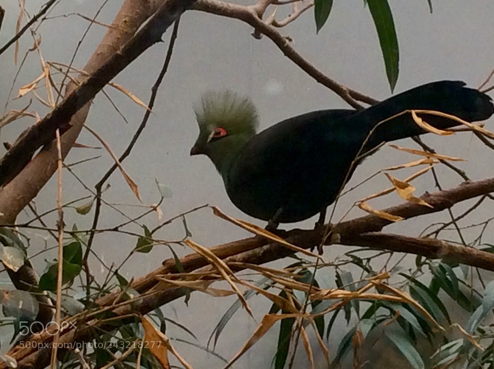 Apple iPad Air sample photo. Birds photography
