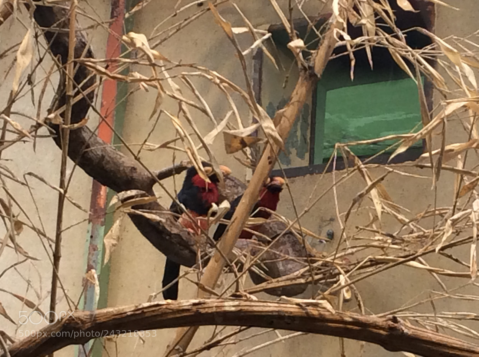 Apple iPad Air sample photo. Birds photography