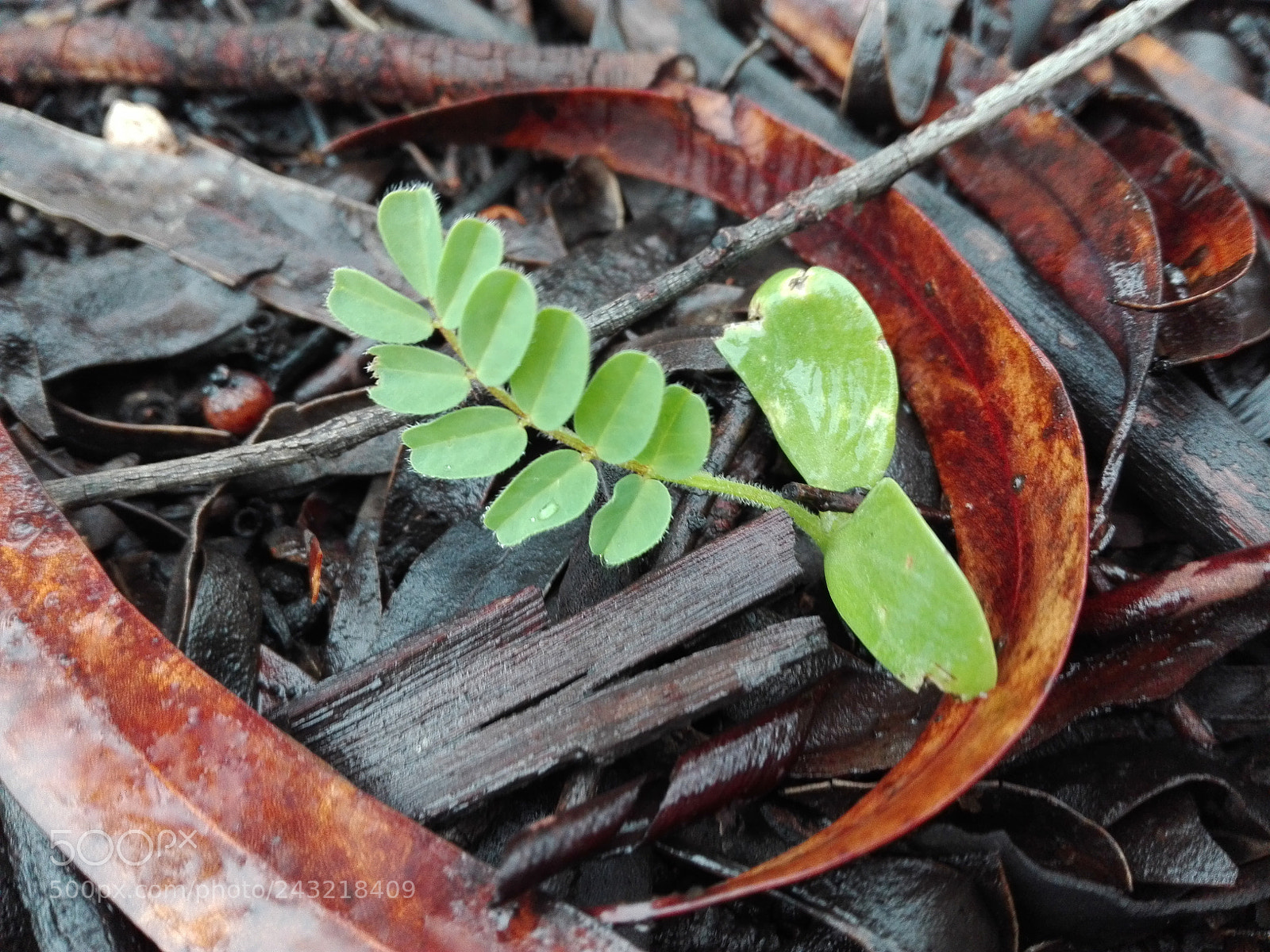 HUAWEI P8 Lite sample photo. Plant photography