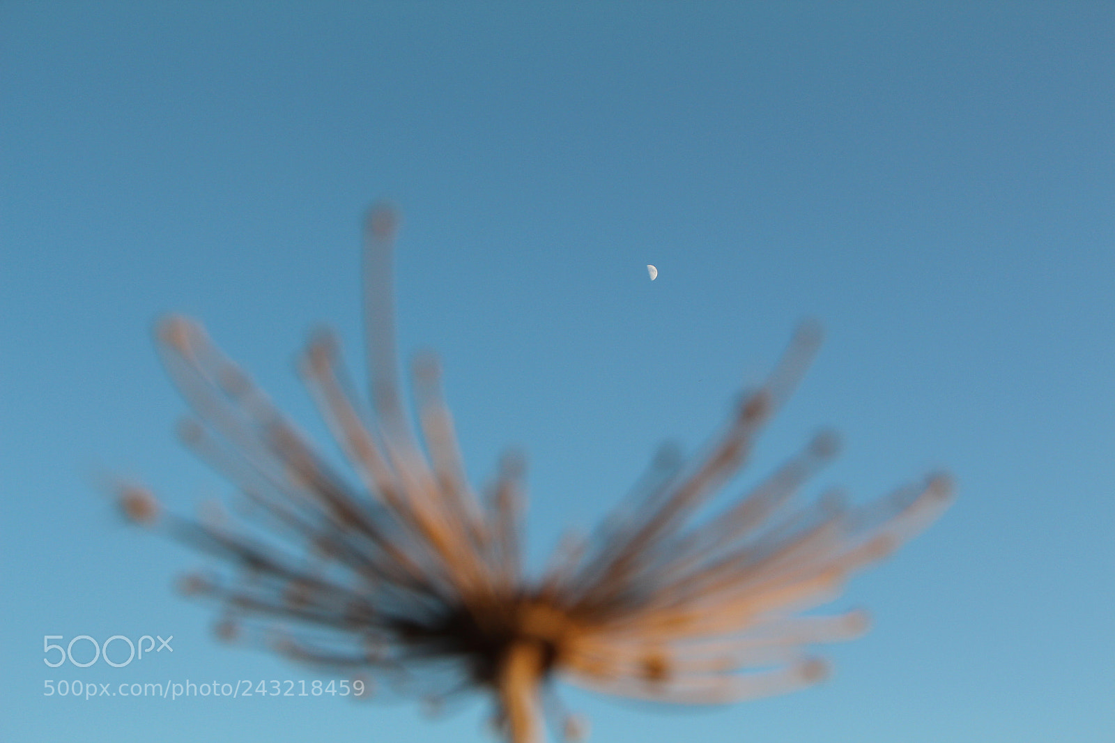 Canon EOS 650D (EOS Rebel T4i / EOS Kiss X6i) sample photo. Img photography