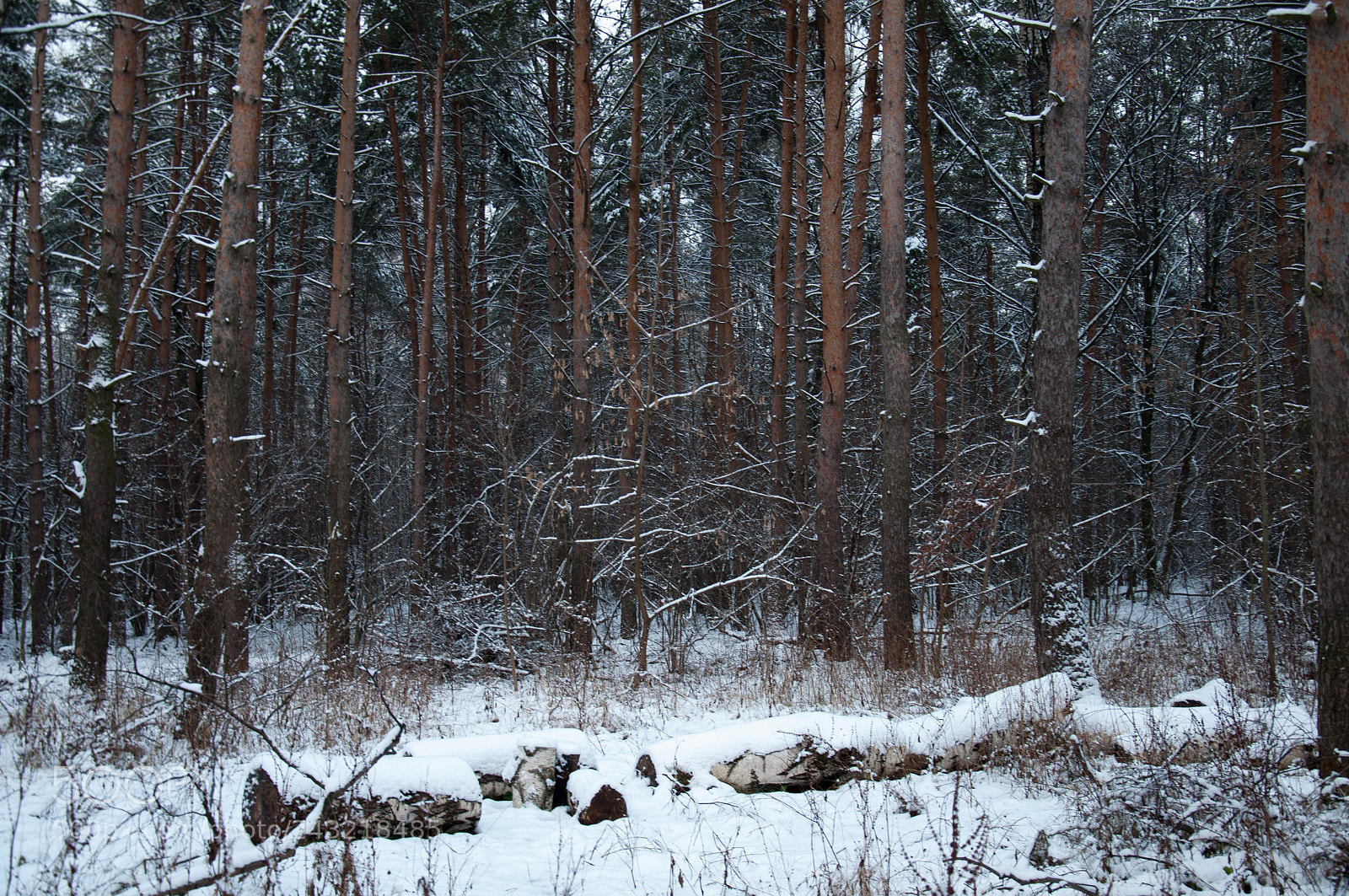 Nikon D90 sample photo. Russian winter... photography