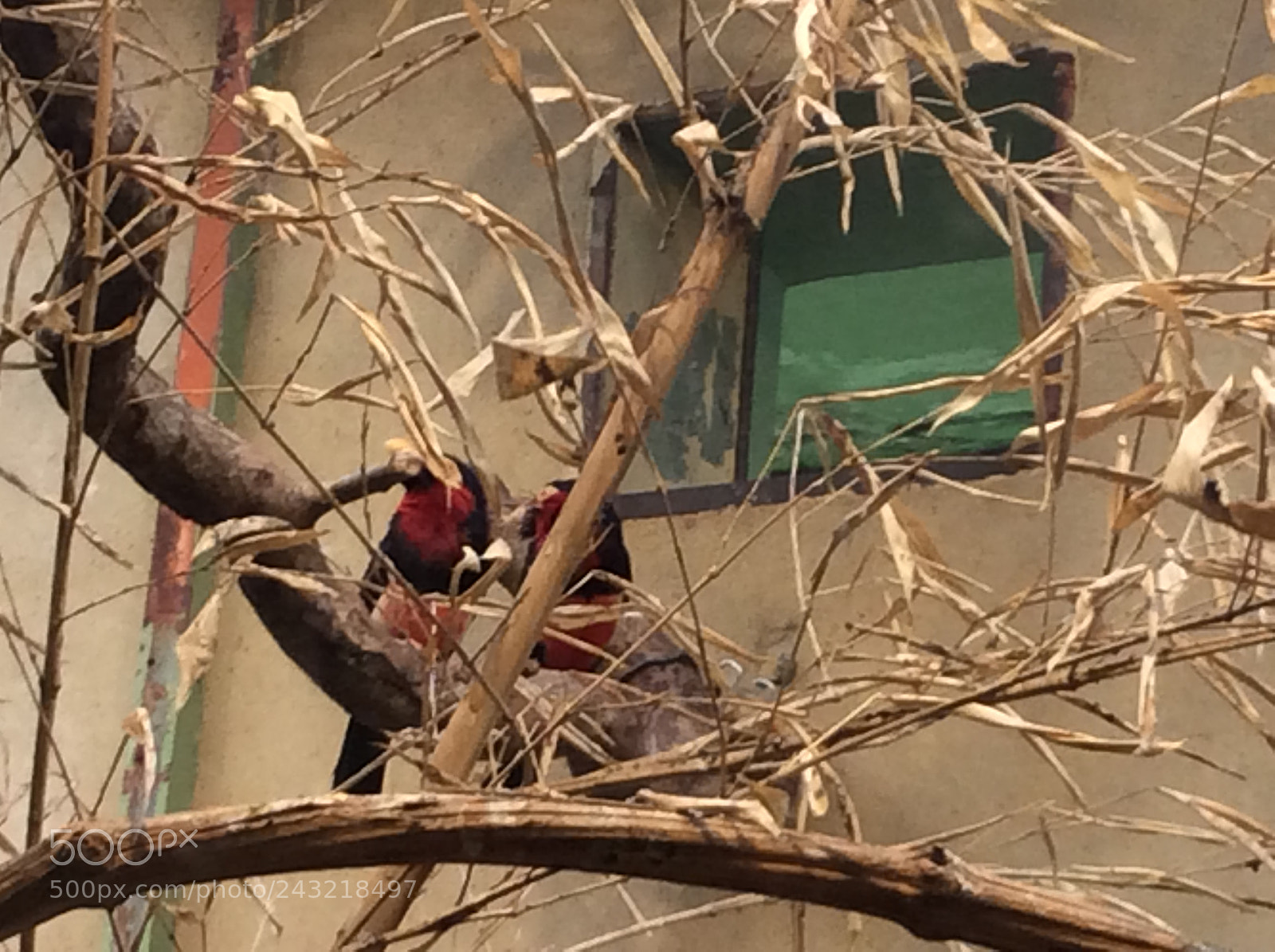 Apple iPad Air sample photo. Birds photography