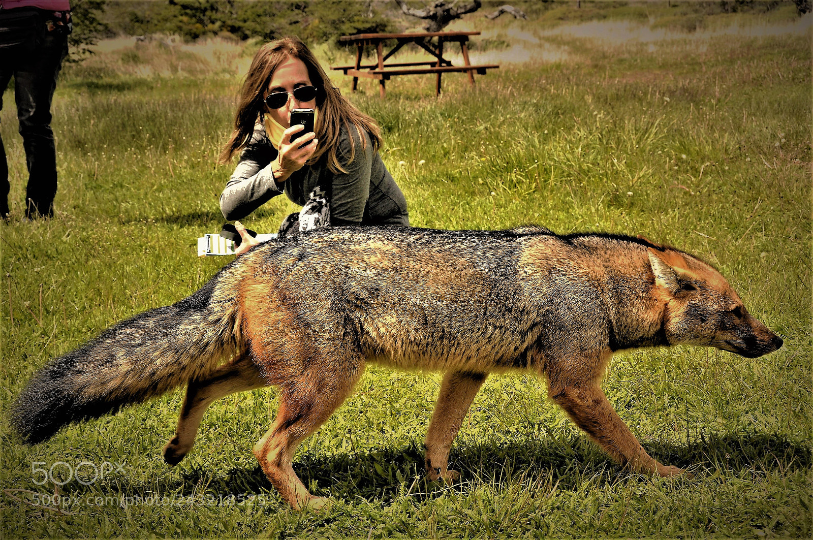Nikon D90 sample photo. The fox lady la photography