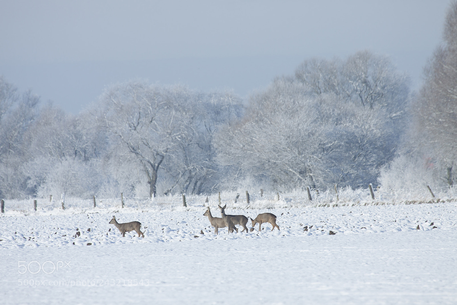 Canon EOS 50D sample photo. Deer photography